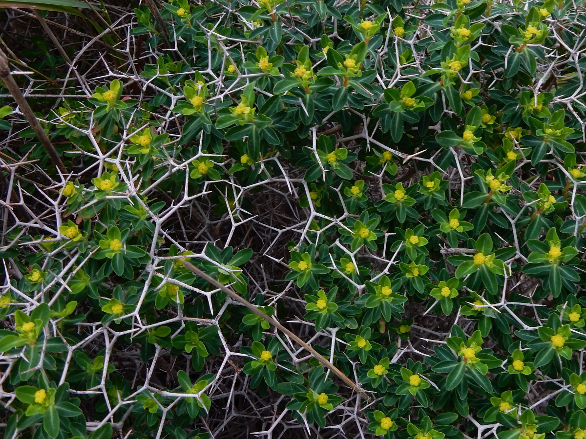 Euphorbia acanthothamnos
